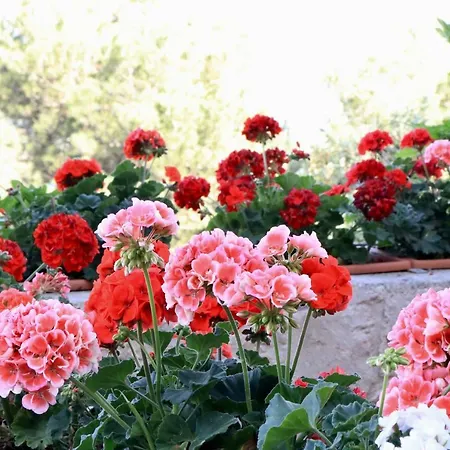 La Terrazza Del Sole *